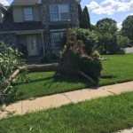 Neighbors. Just about every other house lost a tree